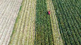 Aerial View Fields Harvest - China