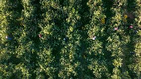 Aerial View Fields Harvest - China