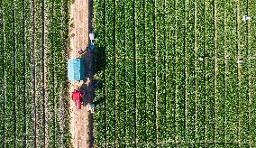 Aerial View Fields Harvest - China