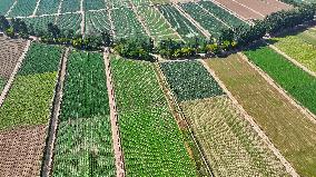 Aerial View Fields Harvest - China