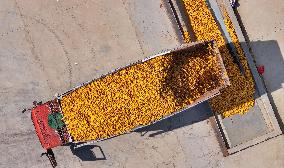 Aerial View Fields Harvest - China