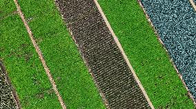 Aerial View Fields Harvest - China