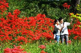 Equinox Flowers