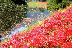 Equinox Flowers