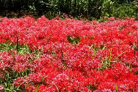 Equinox Flowers