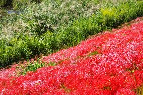 Equinox Flowers