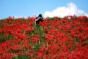 Equinox Flowers