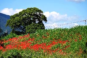 Equinox Flowers