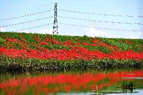 Equinox Flowers