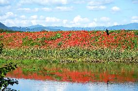 Equinox Flowers