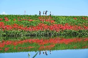 Equinox Flowers