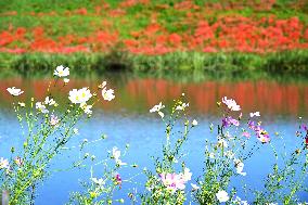 Equinox Flowers