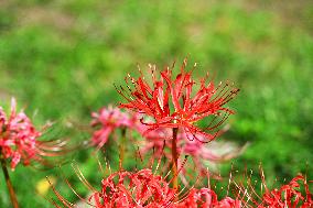 Equinox Flowers