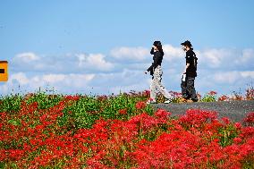 Equinox Flowers