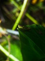 Spathosternum Prasiniferum - Short-horned Grasshopper - Animal India