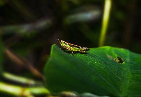 Spathosternum Prasiniferum - Short-horned Grasshopper - Animal India