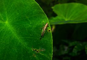 Spathosternum Prasiniferum - Short-horned Grasshopper - Animal India