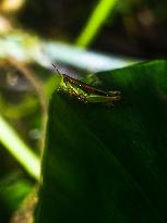 Spathosternum Prasiniferum - Short-horned Grasshopper - Animal India