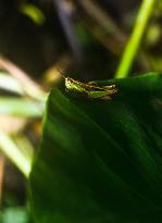 Spathosternum Prasiniferum - Short-horned Grasshopper - Animal India