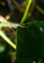 Spathosternum Prasiniferum - Short-horned Grasshopper - Animal India