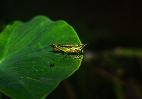 Spathosternum Prasiniferum - Short-horned Grasshopper - Animal India