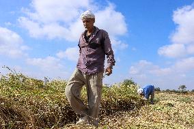 Rice Harvest