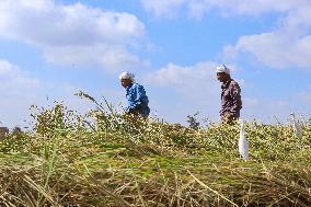 Rice Harvest