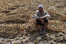 Rice Harvest