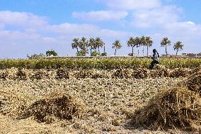 Rice Harvest