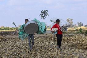 Rice Harvest