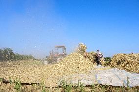 Rice Harvest