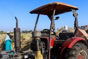 Rice Harvest