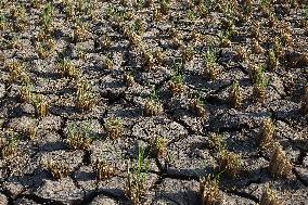 Rice Harvest