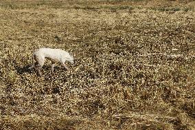 Rice Harvest