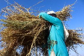 Rice Harvest