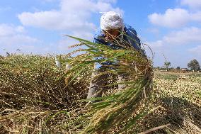 Rice Harvest