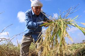 Rice Harvest