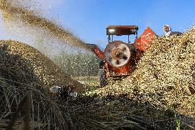 Rice Harvest