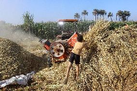 Rice Harvest