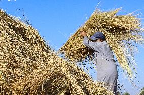 Rice Harvest