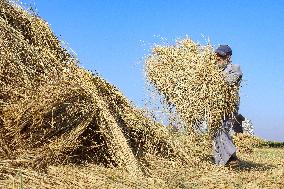 Rice Harvest