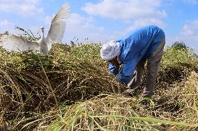 Rice Harvest