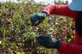 Cotton Harvest Season