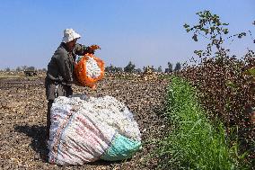 Cotton Harvest Season