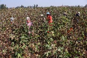 Cotton Harvest Season