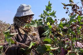 Cotton Harvest Season