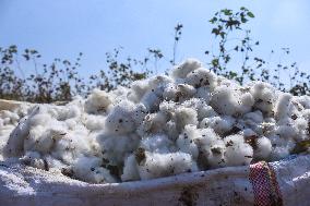 Cotton Harvest Season