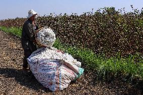 Cotton Harvest Season