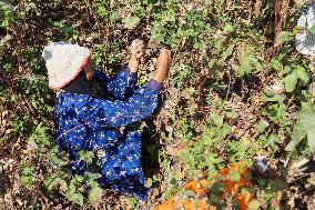 Cotton Harvest Season