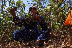 Cotton Harvest Season